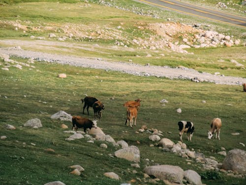 Foto profissional grátis de agricultura, animais, área