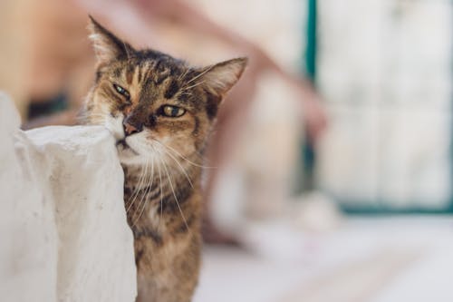 Základová fotografie zdarma na téma design interiéru, domácí mazlíček, hnědá