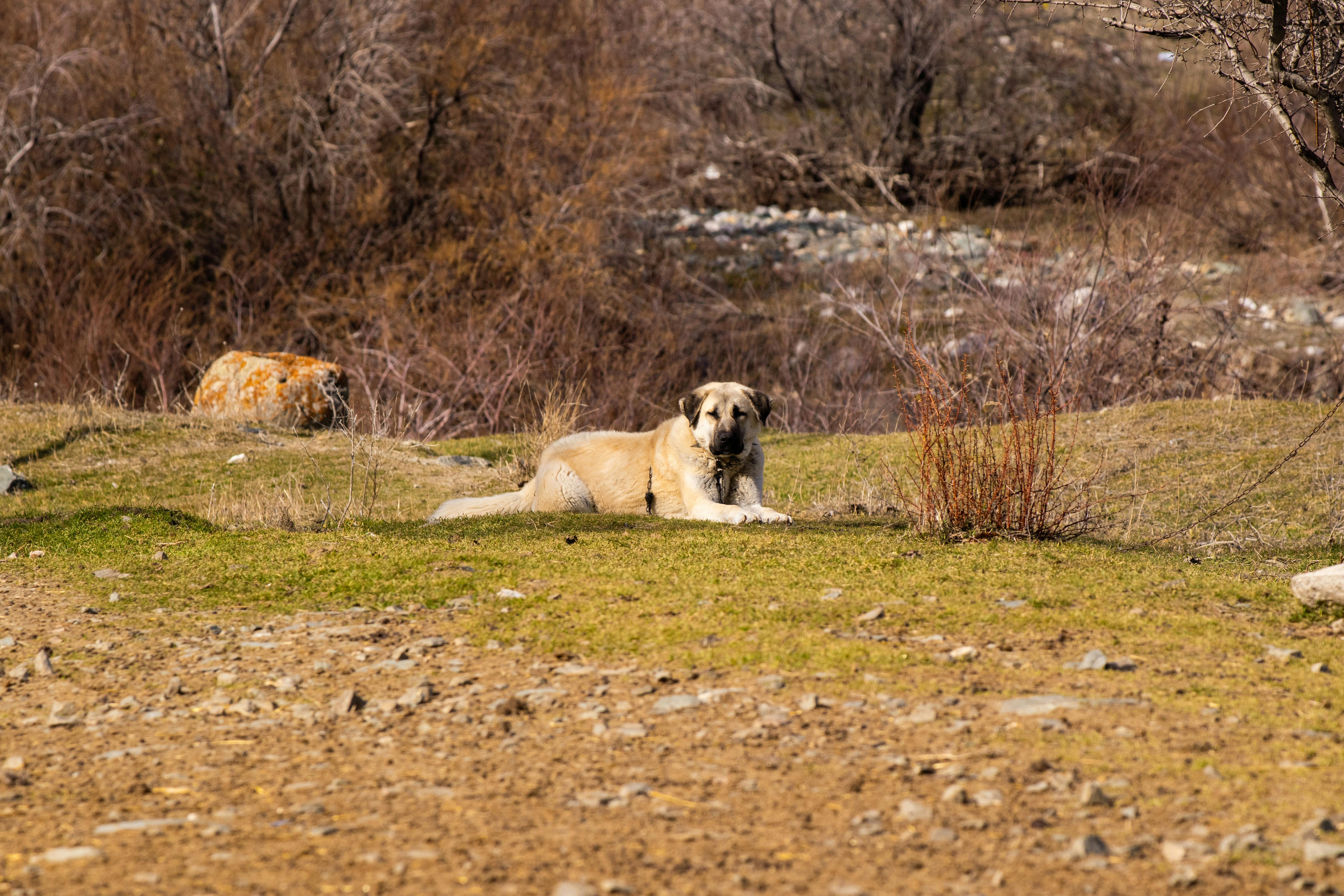 Εκπαίδευση Anatolian Shepherd: Πλήρης Οδηγός