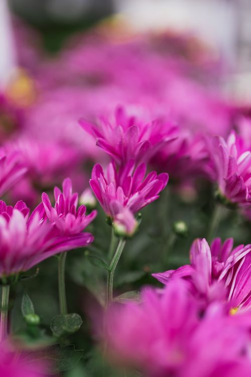 Free Close-up of beautiful pink chrysanthemums in full bloom, capturing the vibrant colors and natural beauty. Stock Photo
