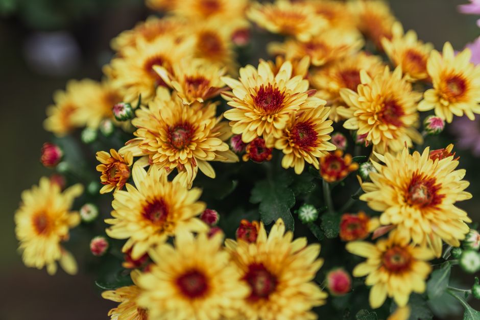 Herfstbloemen planten in een kleurrijke tuin. Herfstbloemen planten in een kleurrijke tuin.