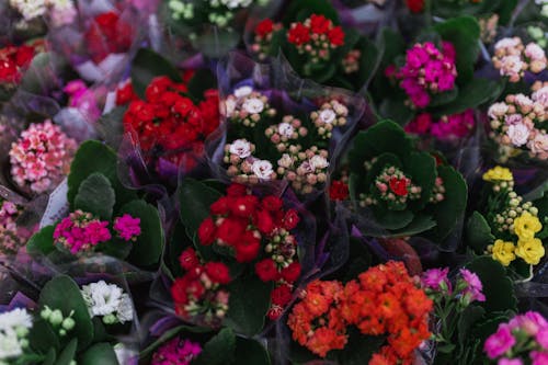 Colorful Flowers in Garden 