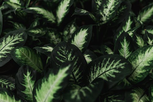 Gratis lagerfoto af dieffenbachia seguine, dumbcane, grønne blade