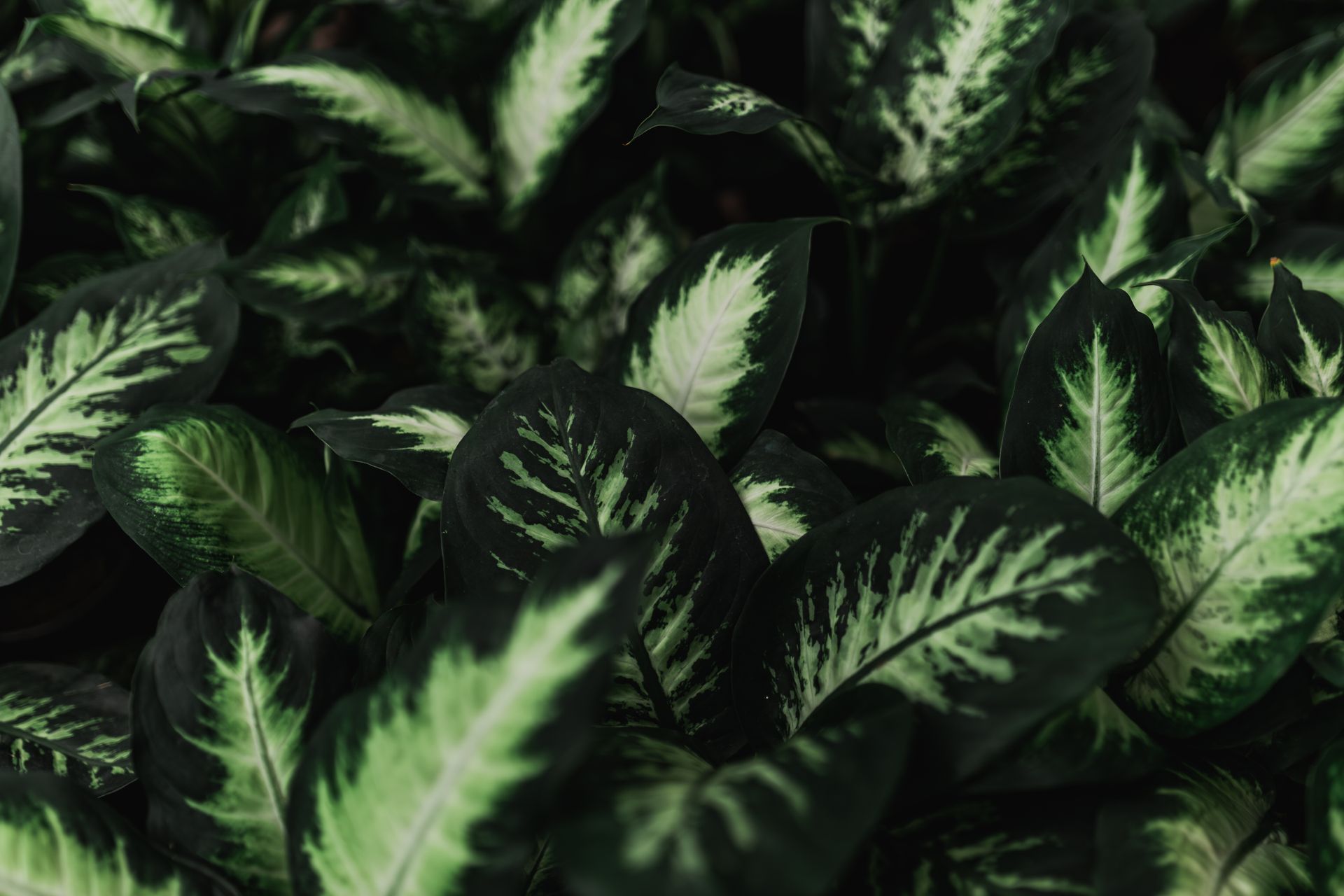 Close-up of vibrant green Dieffenbachia leaves, showcasing nature's intricate beauty.