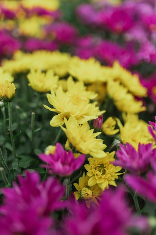 คลังภาพถ่ายฟรี ของ กลีบดอก, ดอกไม้, มีสีสัน