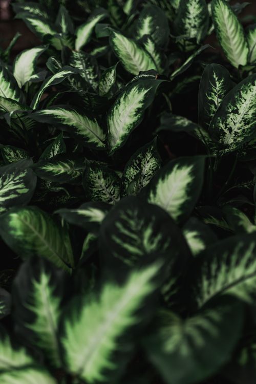 Free Close-up of vibrant Calathea louisae leaves with striking patterns and rich green hues. Stock Photo