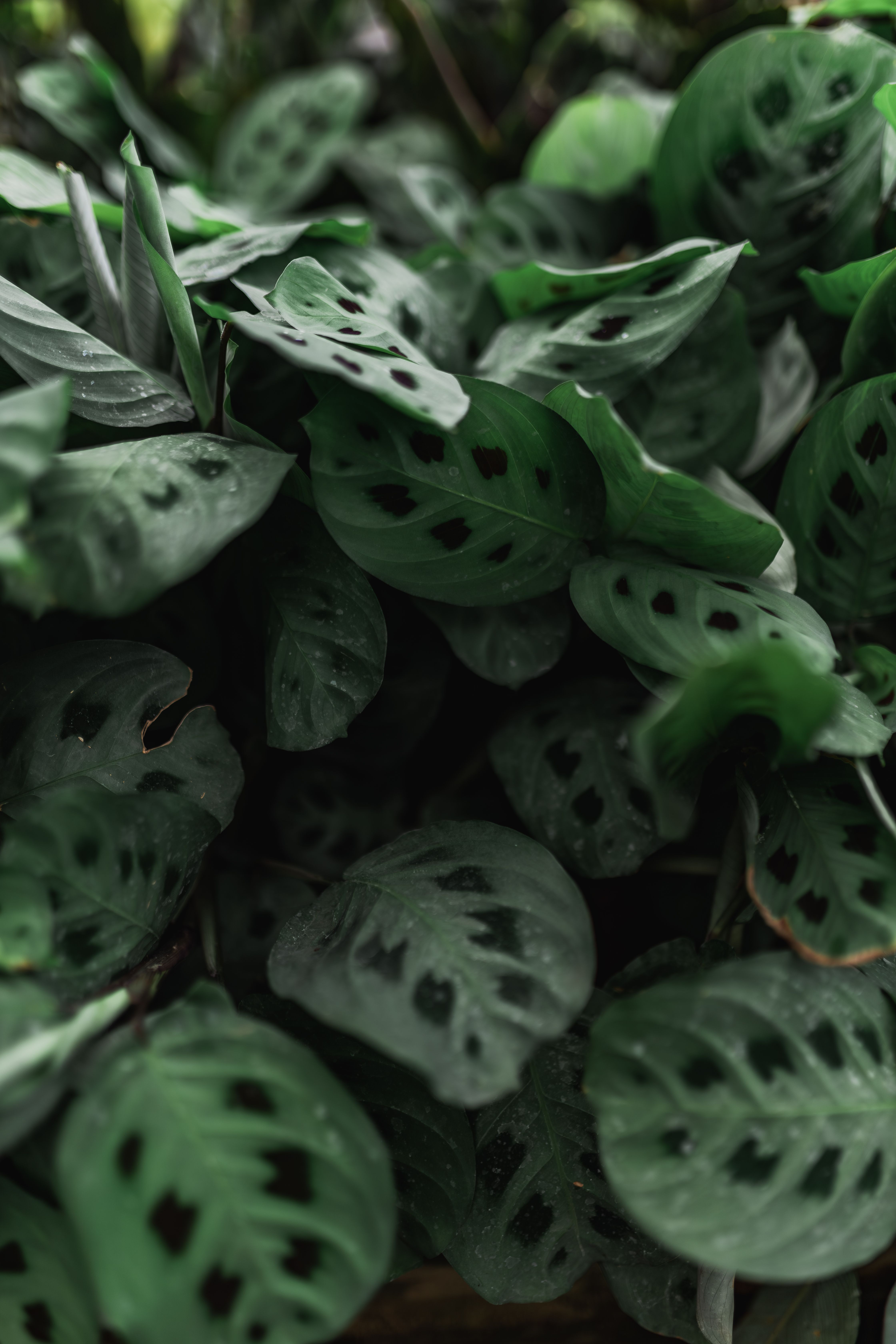 Fotomural Primer plano del follaje verde exuberante de la planta Maranta con patrones únicos en las hojas, capturando la vibra de una jungla tropical.
