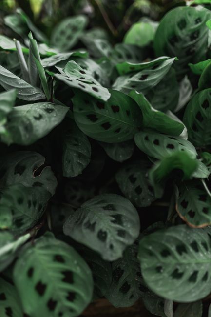 Fotomural Primer plano del follaje verde exuberante de la planta Maranta con patrones únicos en las hojas, capturando la vibra de una jungla tropical.
