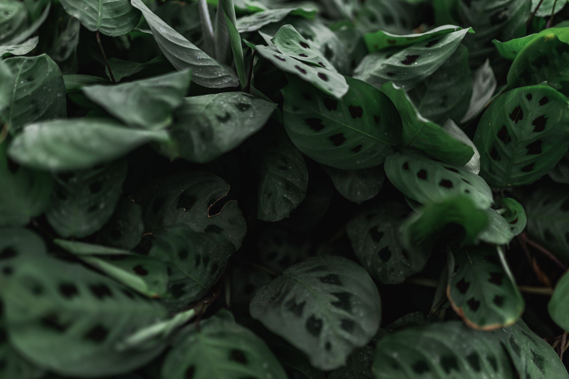 Lush green prayer plant leaves with distinct spots create a tropical feel.