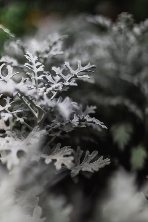 Green Shrub in a Jungle 