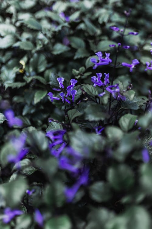 Foto d'estoc gratuïta de enfocament selectiu, flors, fulles verdes