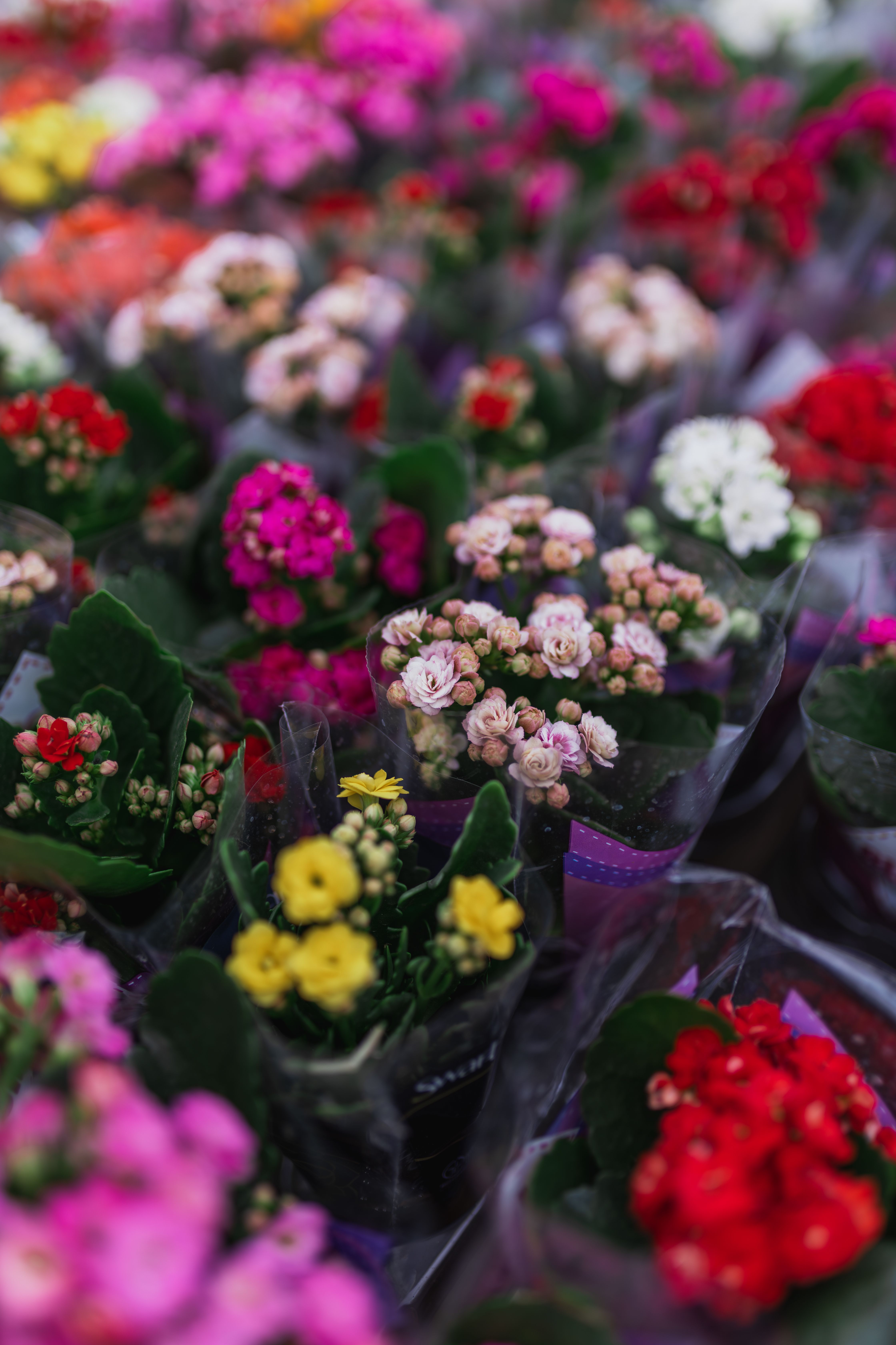 [ColoSach]-colorful-assortment-of-blooming-flowers-in-pots-creating-a-vibrant-garden-display.