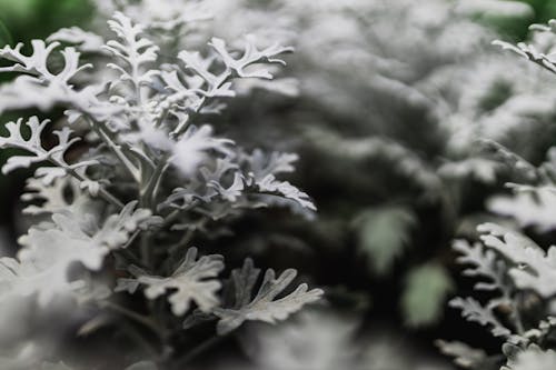 Fotobanka s bezplatnými fotkami na tému plstnaté listy, príroda, rastlina