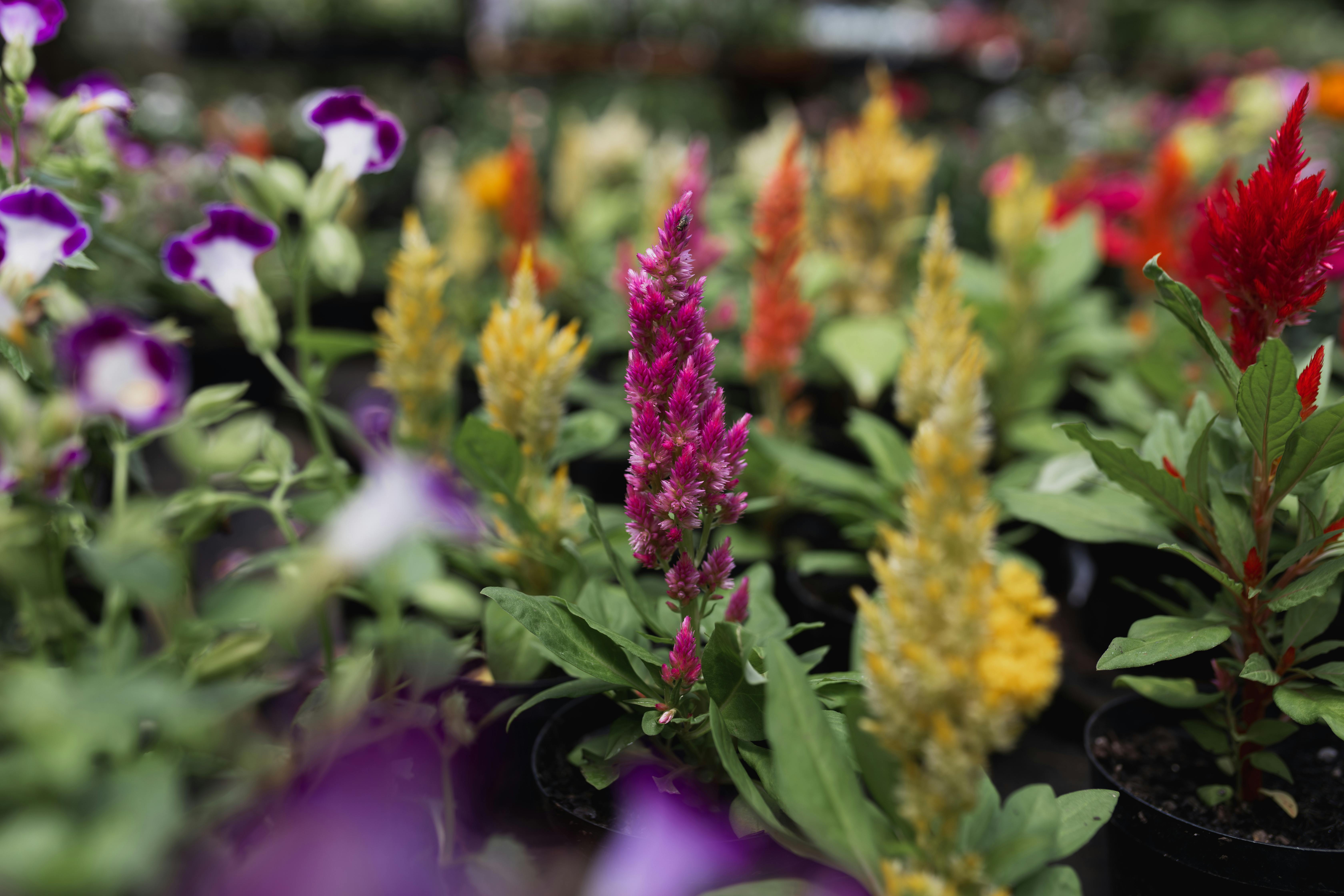 Come Creare un Giardino Fiorito: Guida Completa