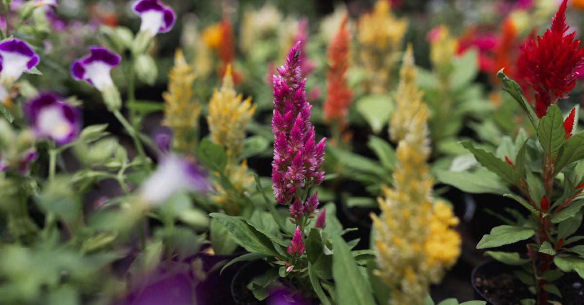 Come Creare un Giardino Fiorito: Guida Completa