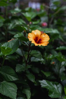 Image by Matheus Bertelli