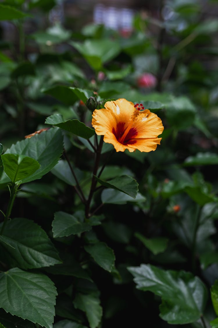 Close Up Of Yellow Flower