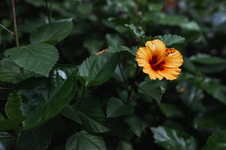 Yellow Rose Flower