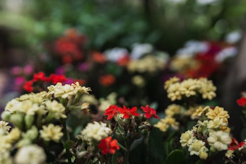 A close up of flowers in a garden