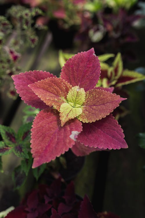 Pink Plant in a Garden 