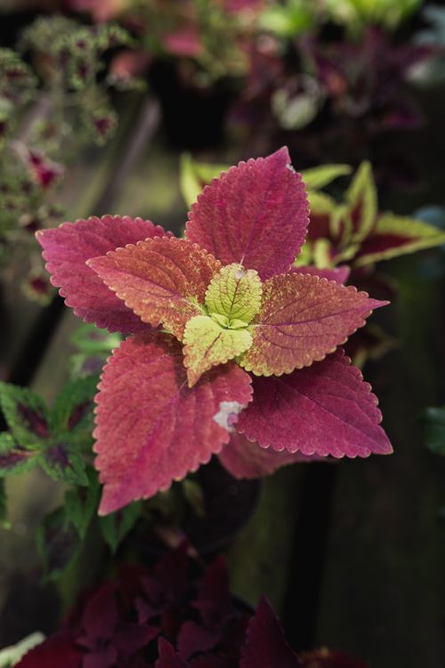 Free Colorful Coleus plant with striking red and green leaves in a vibrant garden setting. Stock Photo