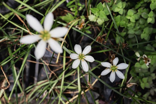 Foto d'estoc gratuïta de aristae, enfocament selectiu, flors