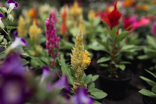 Colorful Flowers on a Shrub 