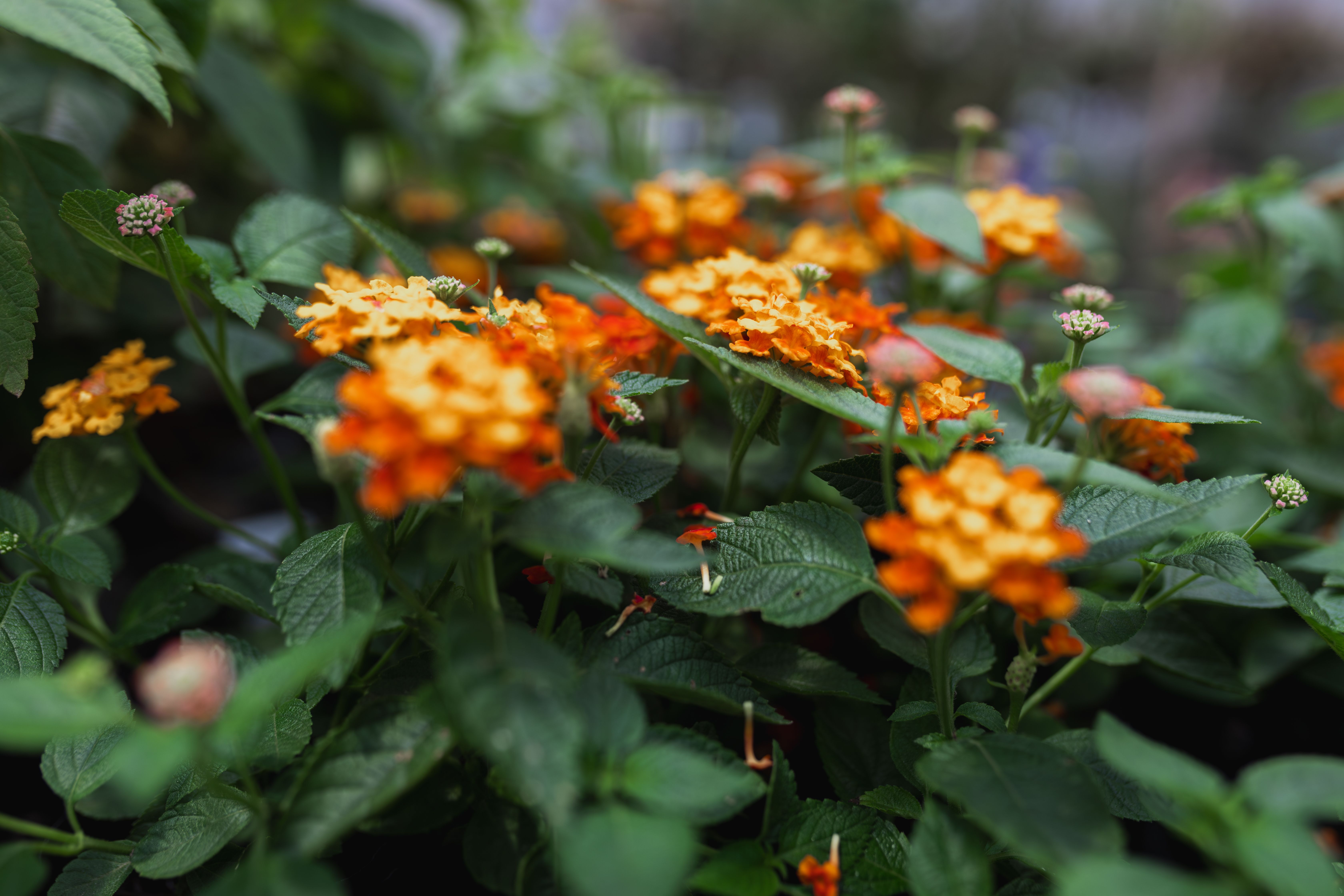 Fleurs Arbustes : Top 10 Variétés Faciles