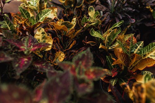 Colorful Leaves on a Shrub in Sunlight 