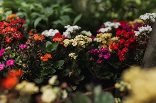 Kostenloses Stock Foto zu blätter, blumen, blütenblätter