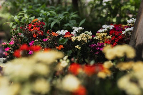 A close up of flowers in a garden