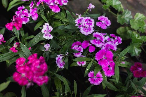 Free Close-up of vibrant pink and magenta Dianthus flowers with lush green leaves in a garden setting. Stock Photo