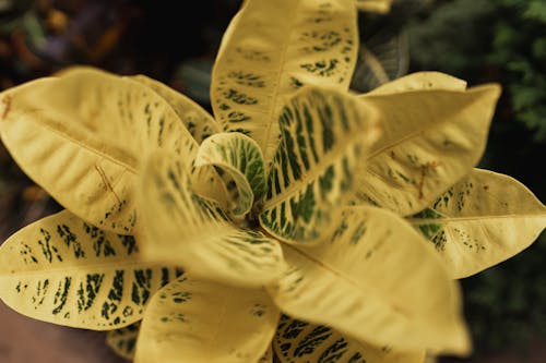 Closeup of Yellow Leaves 