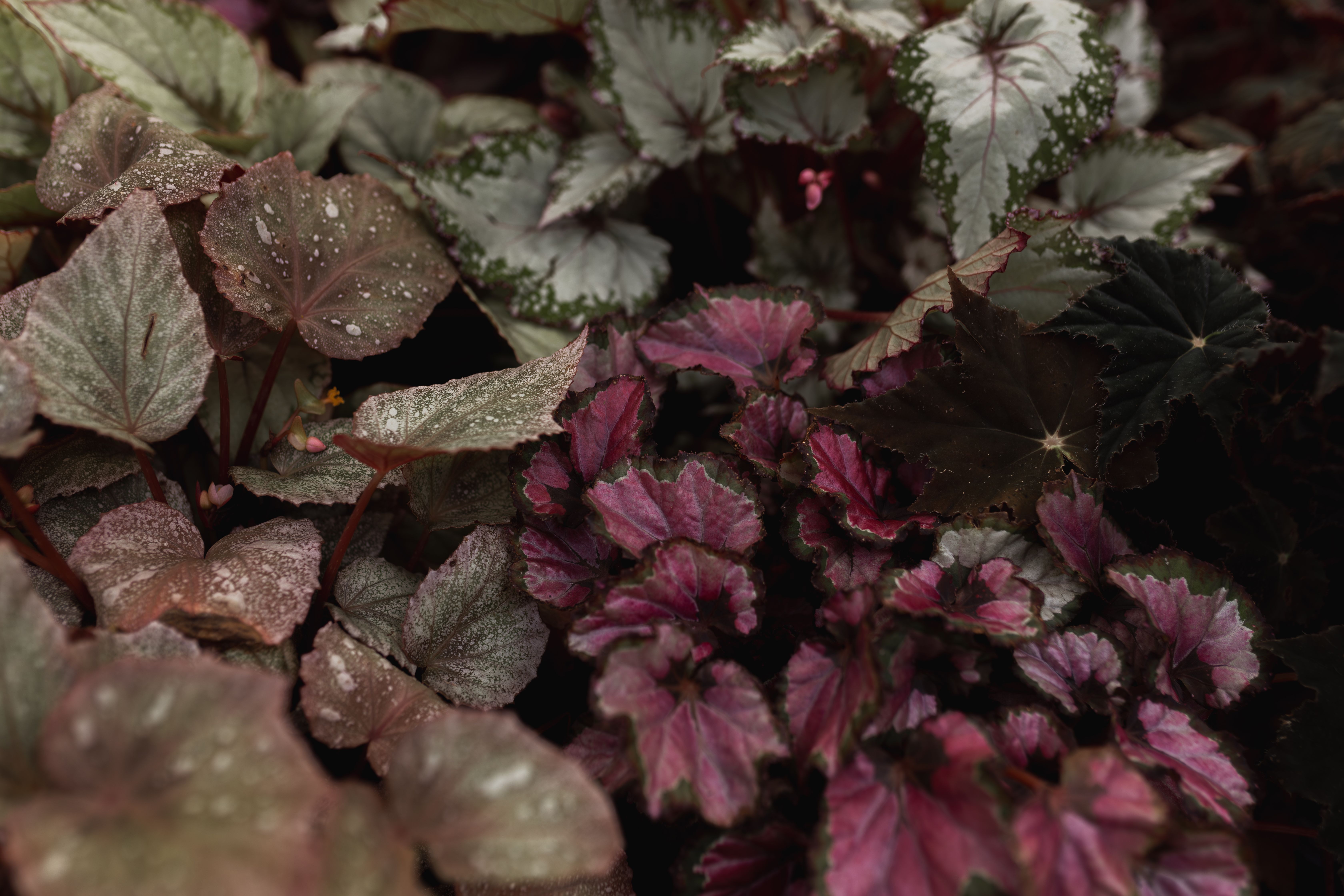 Begonia rex Escargot