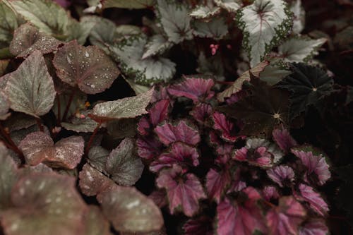 A close up of some plants with purple leaves