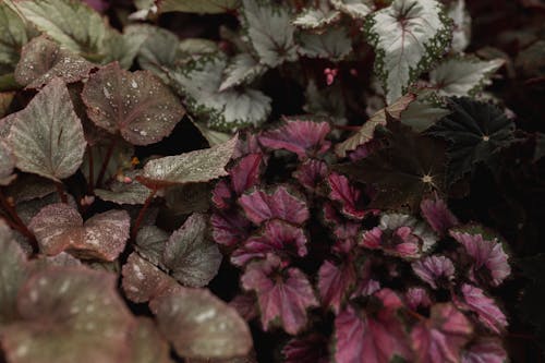 Leaves on a Shrub in Forest 