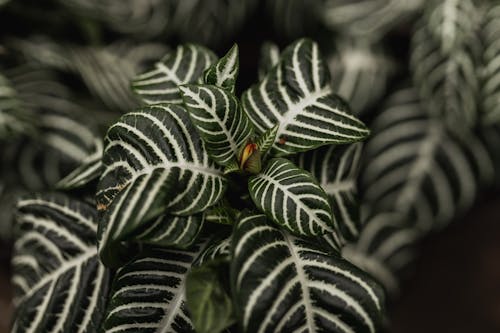 Exotic Leaves on a Shrub 