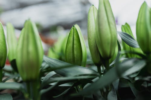 Gratis stockfoto met aarde, bloemblaadjes, bloemen