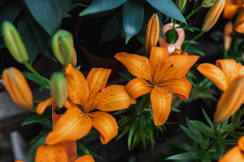 Foto d'estoc gratuïta de brots, enfocament selectiu, flors