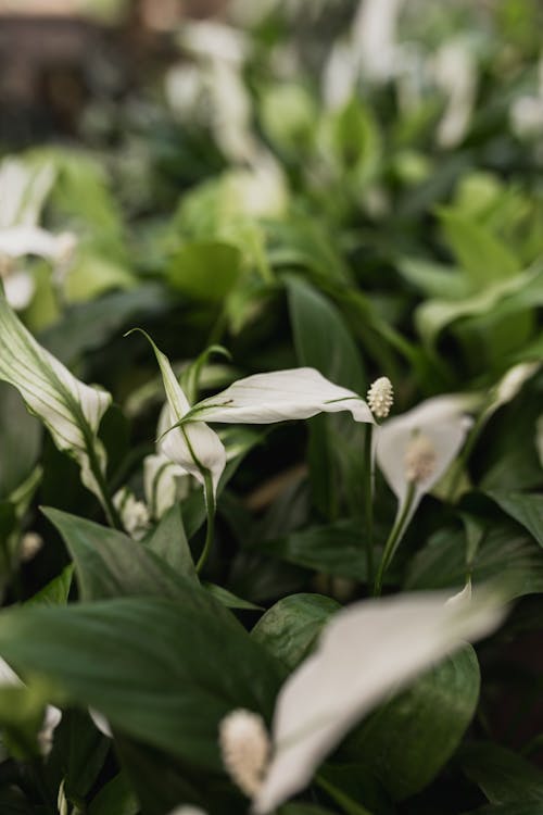 Foto d'estoc gratuïta de enfocament selectiu, flors, fulles verdes