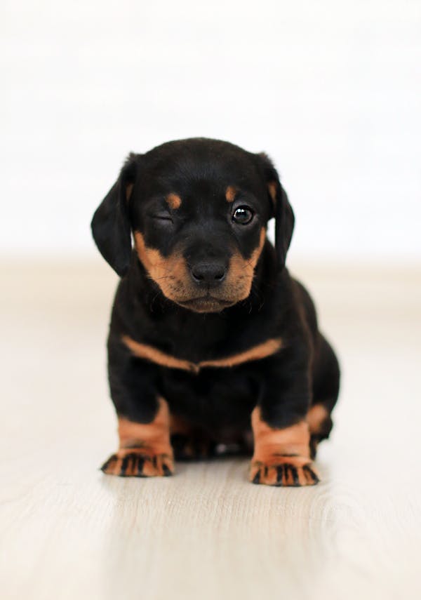 Winking Black and Brown Puppy