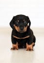 Winking Black and Brown Puppy