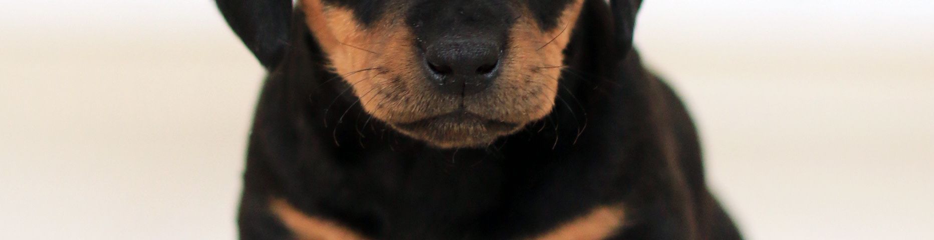 Cover photo for PNP EOD/K9 Group