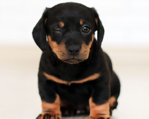 Family with their dog