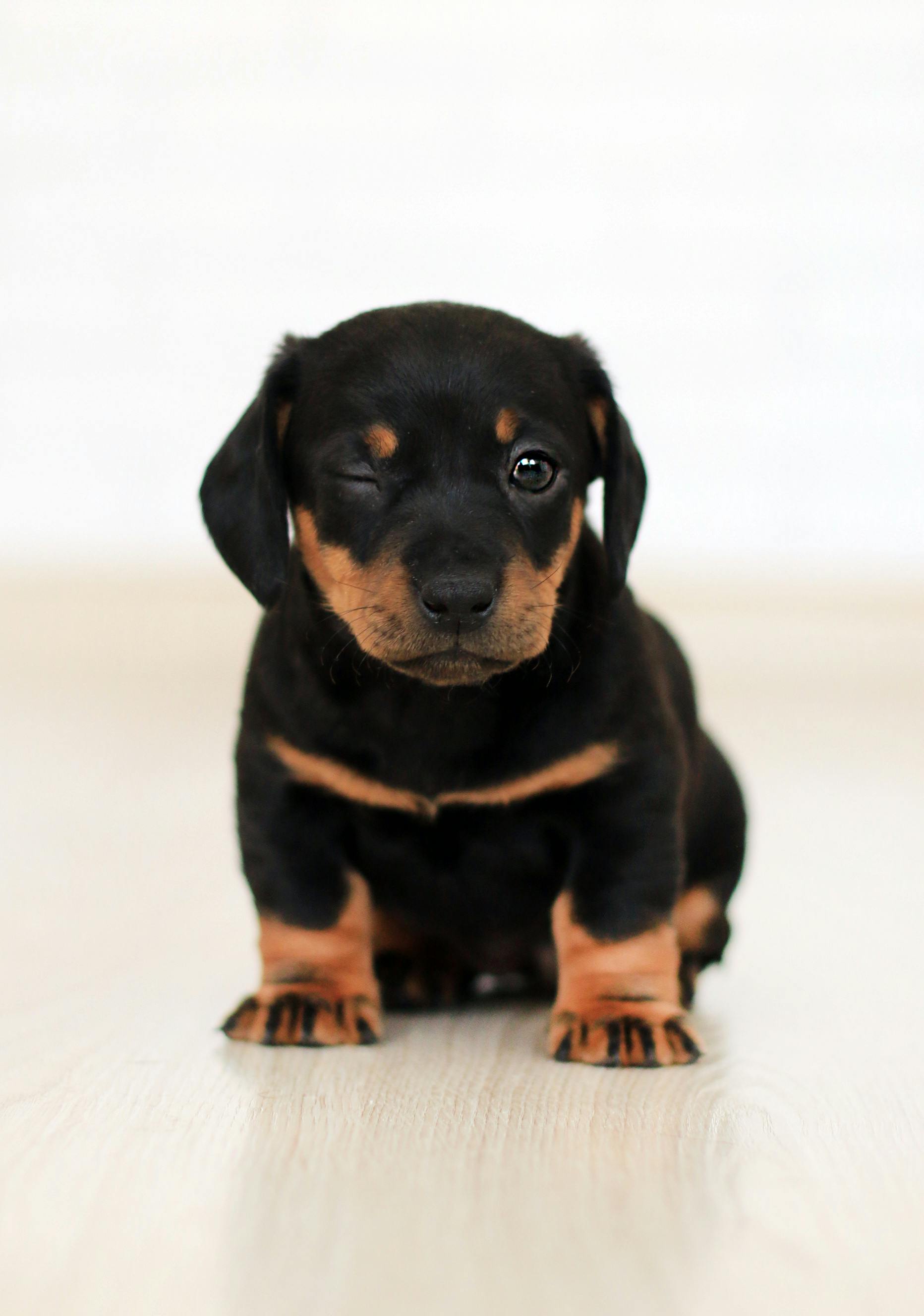 dark brown puppy