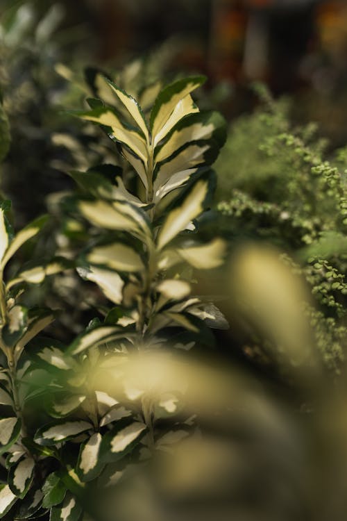 Green Leaves on a Shrub 