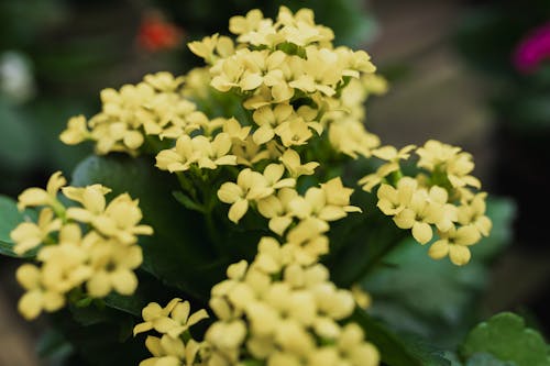 Yellow Flowers on a Shrub 