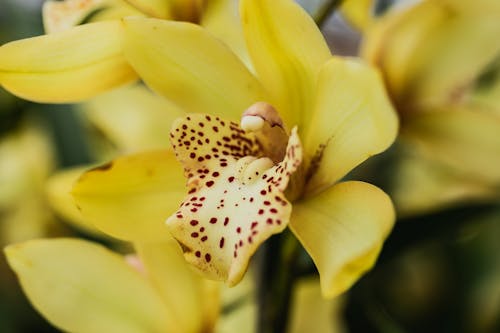 Yellow and white orchid with brown spots