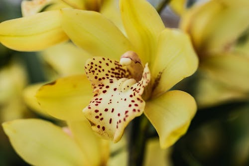 Бесплатное стоковое фото с cymbidium, выборочный фокус, желтые лепестки