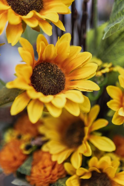 Free Close-up of bright yellow sunflowers in full bloom, showcasing their natural beauty in a summer garden. Stock Photo